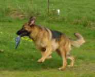 German Shepherd; Arko