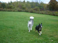 bella-and-suka-malamute-oct-09-5.jpg (151454 bytes)