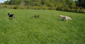 Bella and River
