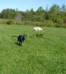 Bella and River