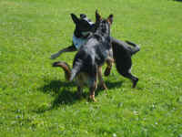 Bella and Ricco
