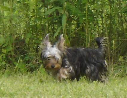 Brandy