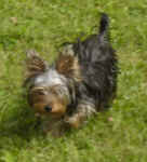 brandy-yorkie-july-09-3.jpg (19408 bytes)