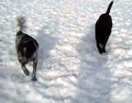 chica-border-collie-neo-lab-dec-09-2.jpg (74484 bytes)