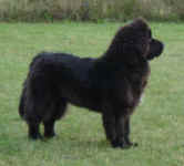 6 month old Ike