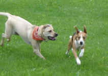 Toby with new friend, Jake