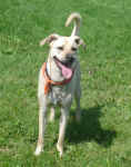Jake, a Ridgeback X