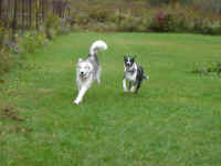 Suka and Joey