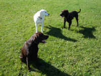 Murphy, Josie and Marlee
