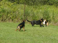 Kasey, Toby & Ricco