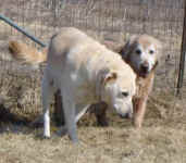 Kobe and Zachary