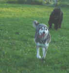 Orson and Ky