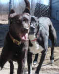 Marley and her new friend Rye