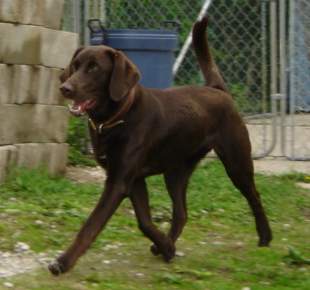Marley