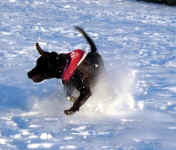 murphy-choc-lab-dec-09-1.jpg (24902 bytes)