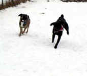 murphy-lab-and-missy-dec-09-1.jpg (11045 bytes)