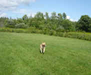 Nugget (Labrador Retriever)