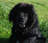 Orson