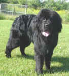 Orson