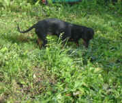 oscar-lhasa-and-dachshunds-sept-09-2.jpg (100341 bytes)