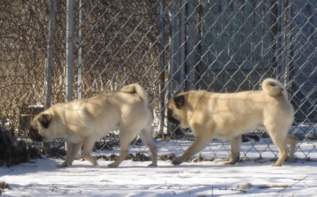 Pugs; Houston and Hannah