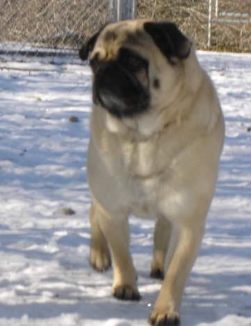 Pug; Houston