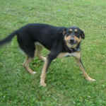 Sadie