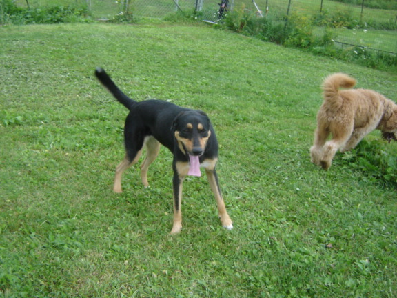 Sadie with Golden Doodle friend, Rex