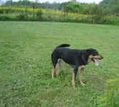 Sadie