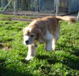 sarge-corgi-x-king-charles-mix-oct-09-3.jpg (29633 bytes)