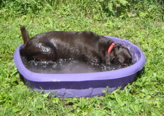 Chocolate Lab cooling off in the summer heat.