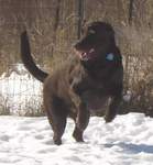 Chocolate Lab 'Scout'