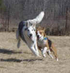 Toby and Suka