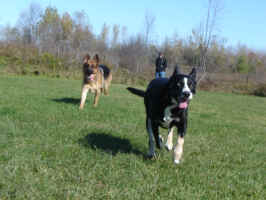 titan-german-shepherd-and-bella-oct-09-1.jpg (156400 bytes)