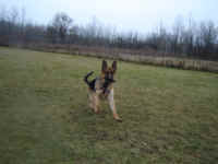 titan-german-shepherd-dec-09-1.jpg (167899 bytes)