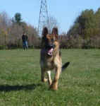 titan-german-shepherd-oct-09-1.jpg (16298 bytes)