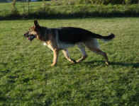 titan-german-shepherd-oct-09-4.jpg (26817 bytes)