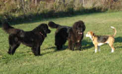 toby-beagle-and-ike-and-sammy-newfoundlands-oct-09-1.jpg (31657 bytes)
