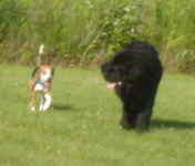 toby-beagle-and-orson-newf-july-09-1.jpg (17067 bytes)