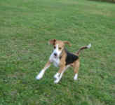 Toby