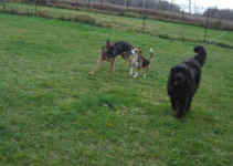 toby-beagle-ricoo-shepherd-sammy-newfoundland-oct-09-1.jpg (22822 bytes)