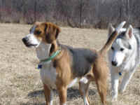 Toby and Suka
