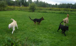 Whiley and friends