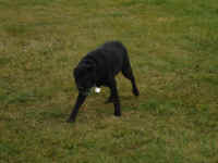 Whiley