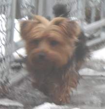 Charlie; Yorkshire Terrier