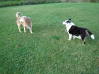 zachary-golden-retriever-zeena-border-collie-oct-09-4.jpg (163777 bytes)