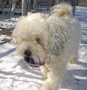 Bella playing with her ball.