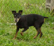Buddy; Miniature Pinscher