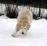 cassie-dec-09-1.jpg (73154 bytes)