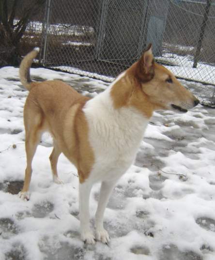Evan; Smooth Collie